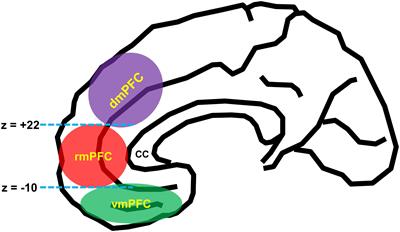 Stability or Plasticity? – A Hierarchical Allostatic Regulation Model of Medial Prefrontal Cortex Function for Social Valuation